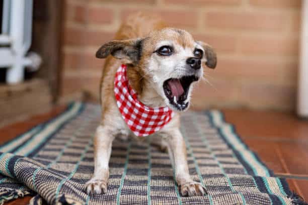 Dog Barking At Night