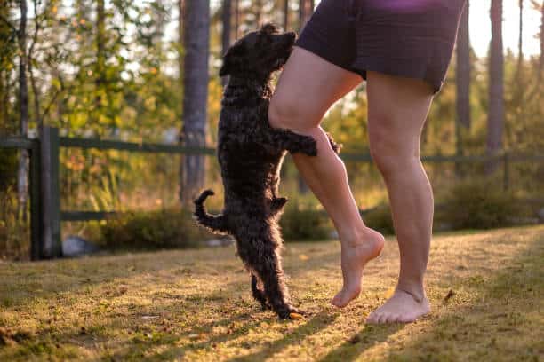 Dog humping air