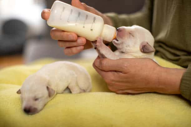 puppy bottle feed