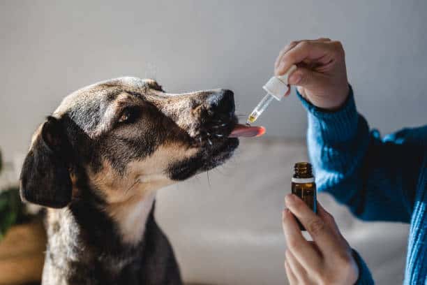 Antibiotic Dosage for Dogs
