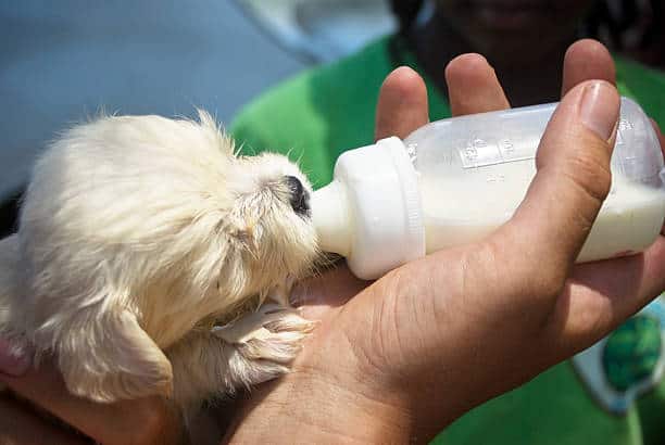 bottle feeding puppies