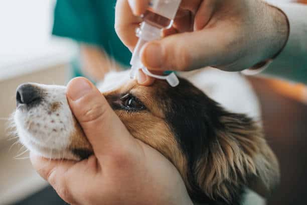 Amoxicillin for dog dosage chart