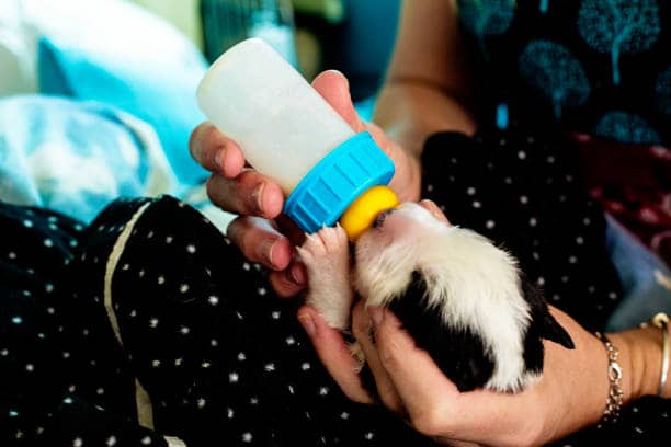 bottle puppy