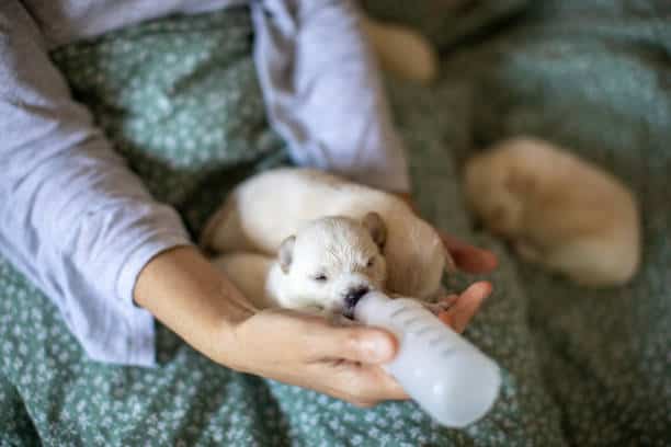 puppy bottle feeding