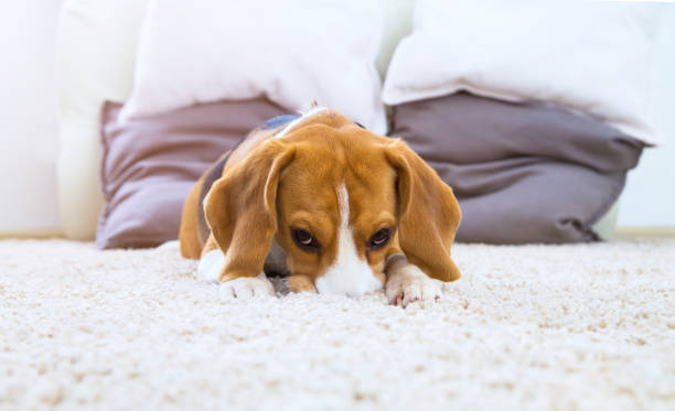 Why Do Dogs Dig On Carpet