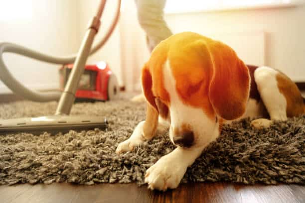 Dog digging carpet