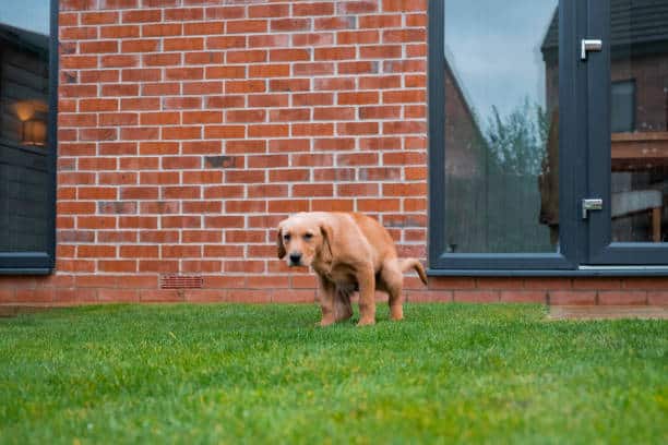 yellow poop in dogs