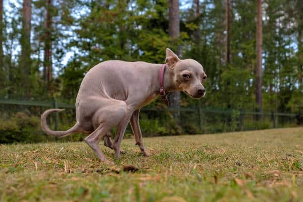 dog is pooping a lot