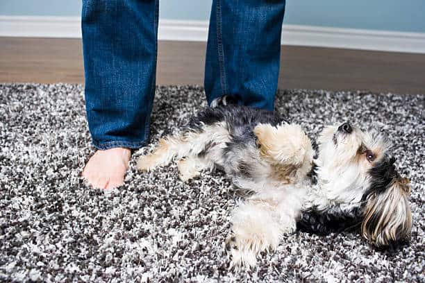 dogs digging at carpet